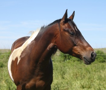 Agrandir la photo