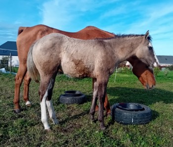 Voir la galerie (6 photos)