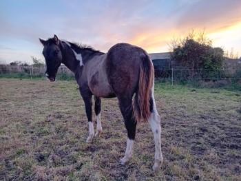 Voir la galerie (3 photos)