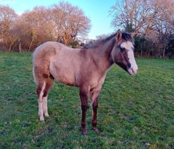 Voir la galerie (5 photos)