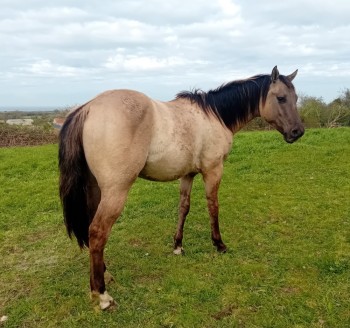 Voir la galerie (5 photos)